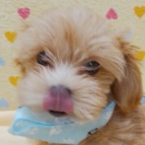 ミックス犬