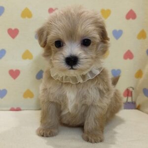 Alternative view of ミックス犬