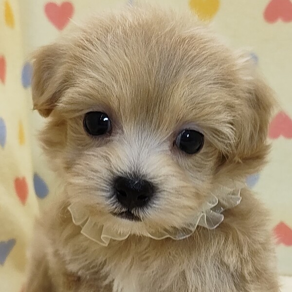 ミックス犬