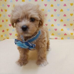 Alternative view of ミックス犬