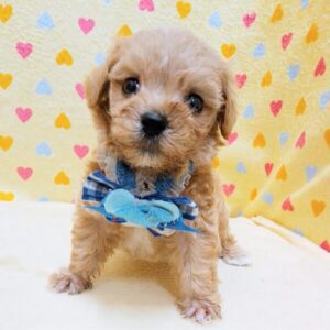 Alternative view of ミックス犬