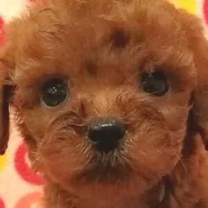 トイ・プードル