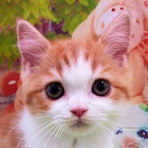 スコティッシュ・フォールド