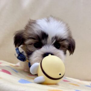 ミックス犬