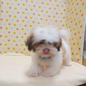 Alternative view of ミックス犬