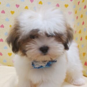 ミックス犬