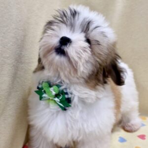 Alternative view of ミックス犬