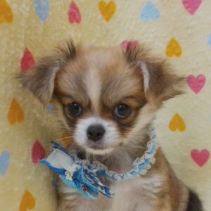 ミックス犬