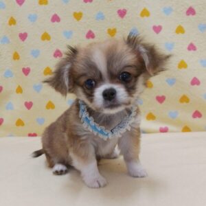 Alternative view of ミックス犬