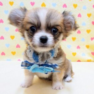 Alternative view of ミックス犬