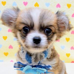 ミックス犬