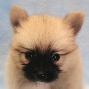 ミックス犬