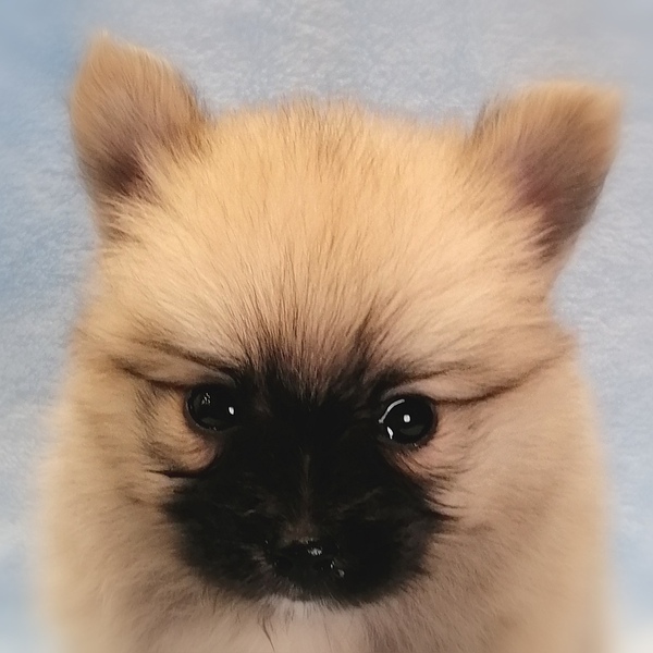 ミックス犬
