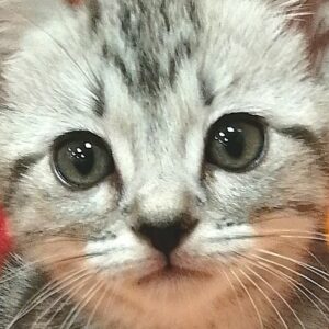 アメリカン・ショートヘアー