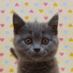 ブリティッシュ・ショートヘアー