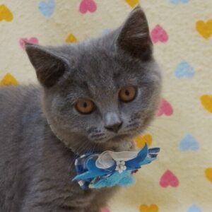 ブリティッシュ・ショートヘアー