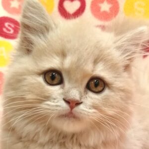 スコティッシュ・フォールド