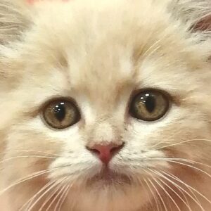 スコティッシュ・フォールド