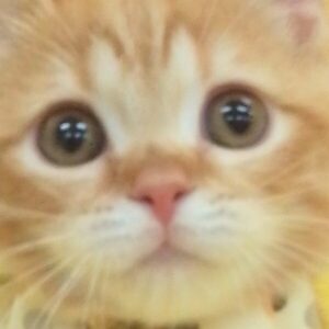 スコティッシュ・フォールド
