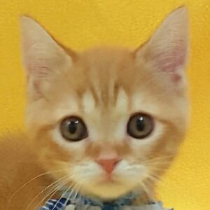 スコティッシュ・フォールド