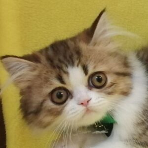 ペルシャ