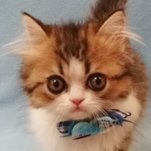 ペルシャ