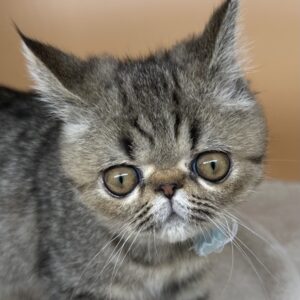 エキゾチック