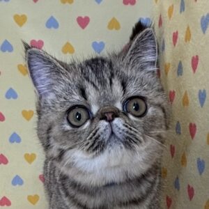 エキゾチック