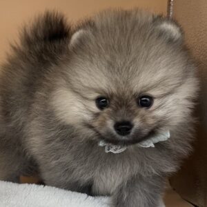 ポメラニアン