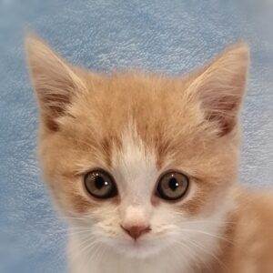 スコティッシュ・フォールド