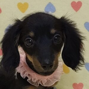 ミニチュア・ダックスフンド(ロングヘアード)