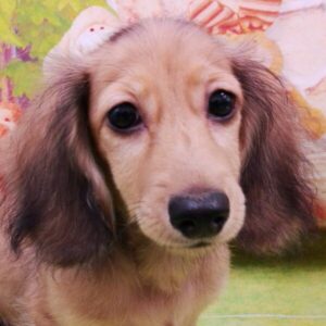 カニーンヘン・ダックスフンド(ロングヘアード)