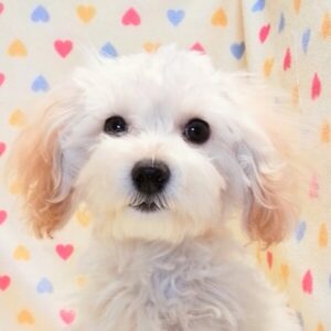 ミックス犬