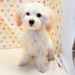 Alternative view of ミックス犬