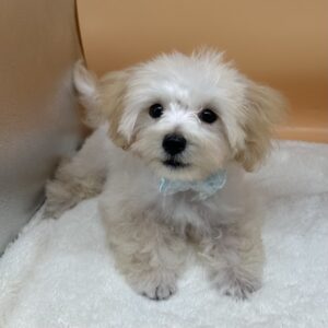 Alternative view of ミックス犬