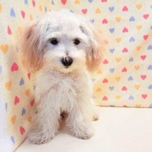 Alternative view of ミックス犬