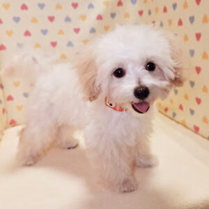 Alternative view of ミックス犬
