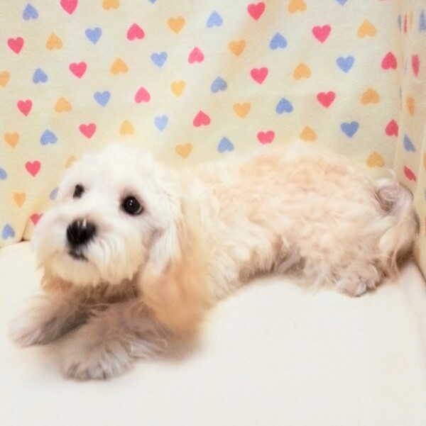 ミックス犬 - 画像 (3)