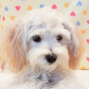 ミックス犬