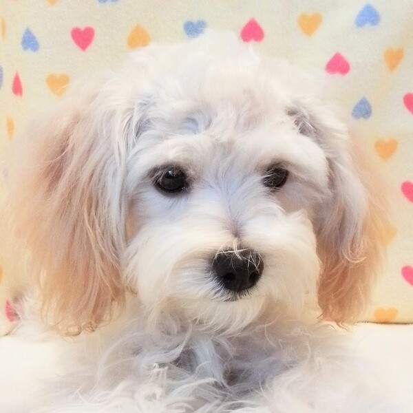 ミックス犬