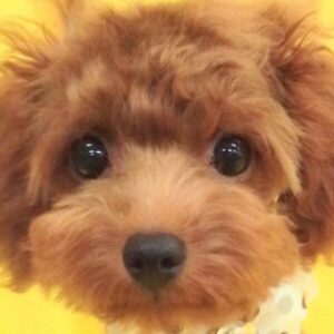 トイ・プードル