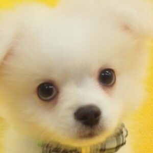 ミックス犬