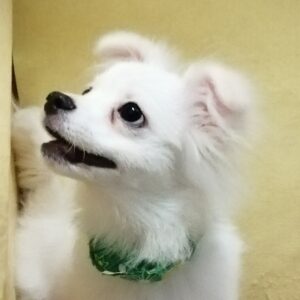 ミックス犬