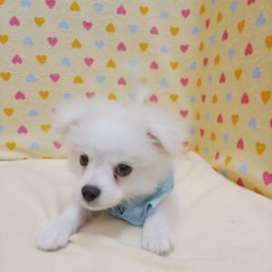 Alternative view of ミックス犬