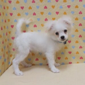 Alternative view of ミックス犬