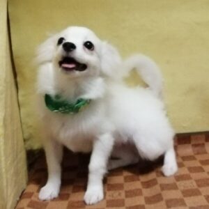 Alternative view of ミックス犬