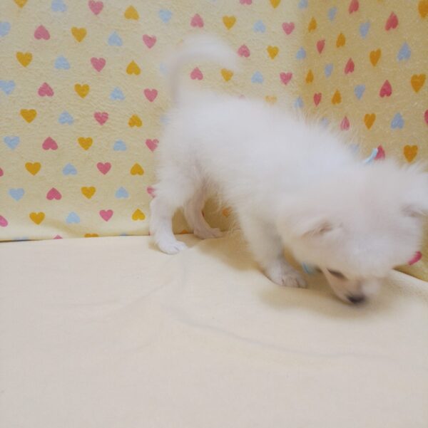 ミックス犬 - 画像 (5)
