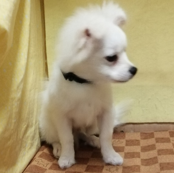 ミックス犬 - 画像 (4)