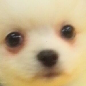 ミックス犬