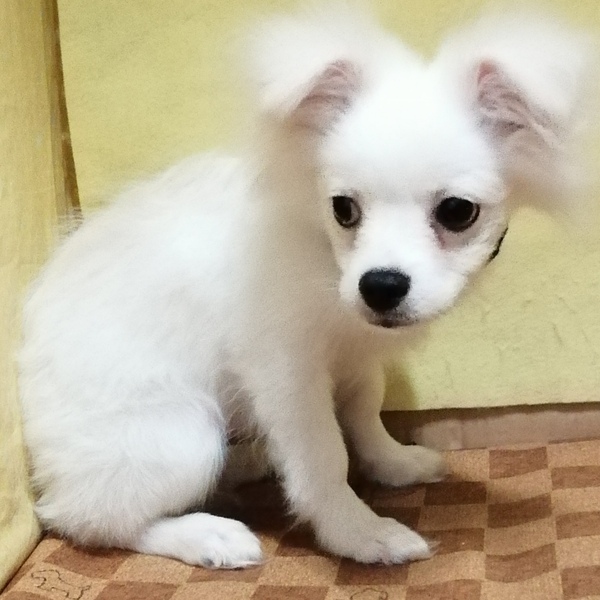ミックス犬 - 画像 (5)